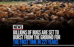 Billions Of Bugs Are Set To Burst From The Ground For The First Time In 221 Years