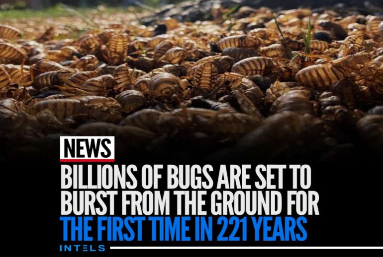 Billions Of Bugs Are Set To Burst From The Ground For The First Time In 221 Years